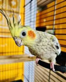 Lost Cockatiel