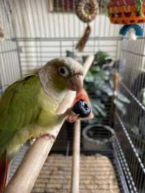 Lost Conure