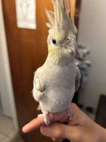 Lost Cockatiel