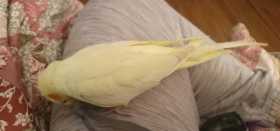 Lost Cockatiel