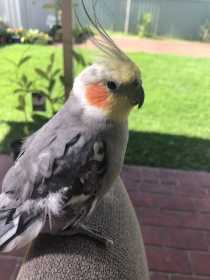 Lost Cockatiel