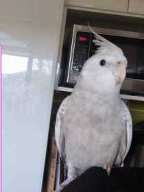 Lost Cockatiel