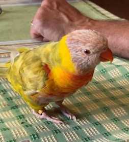 Lost Lory / Lorikeet