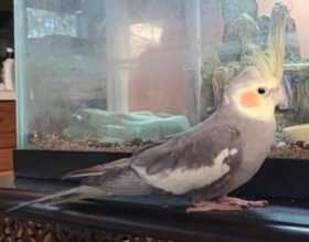 Lost Cockatiel