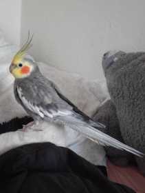 Lost Cockatiel