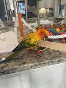 Lost Conure