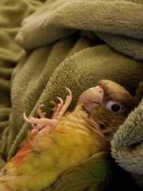 Lost Conure