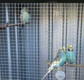 Lost Budgerigar