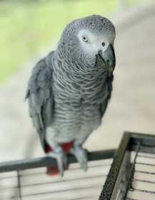 Lost African Grey