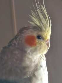 Lost Cockatiel