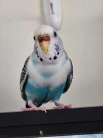 Lost Budgerigar