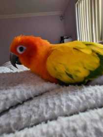 Lost Conure