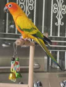 Lost Conure