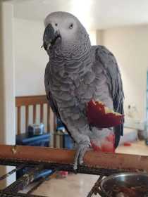 Lost African Grey