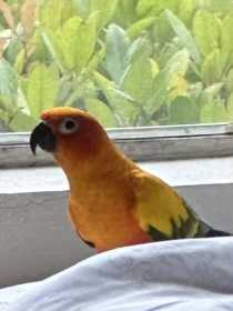 Lost Conure