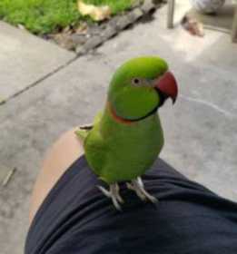 Lost Indian Ringneck Parakeet