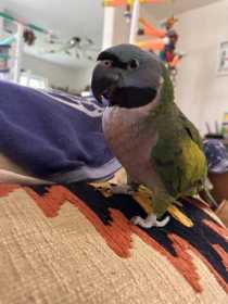 Lost Derbyan Parakeet