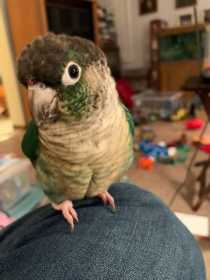 Lost Conure