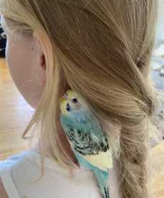 Lost Parakeet