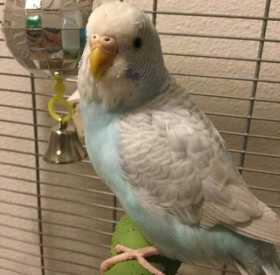 Lost Budgerigar