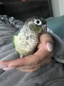 Lost Conure