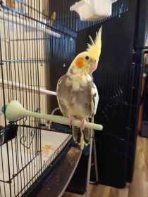 Lost Cockatiel