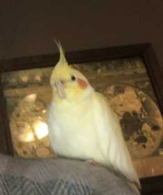 Lost Cockatiel