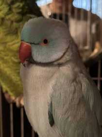 Lost Indian Ringneck Parakeet