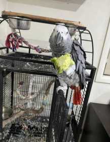 Lost African Grey