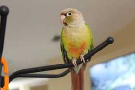 Lost Conure