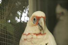 Lost Corella Cockatoo