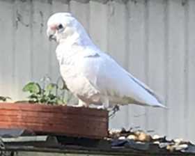 Lost Corella Cockatoo