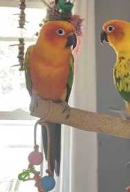 Lost Conure