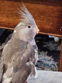 Lost Cockatiel