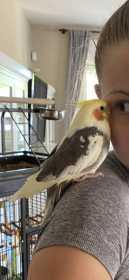 Lost Cockatiel