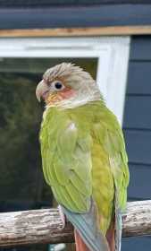 Lost Conure