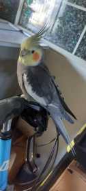 Lost Cockatiel