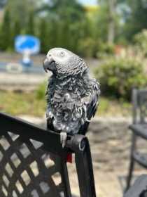 Lost African Grey