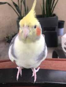 Lost Cockatiel