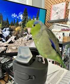 Lost Parrotlet