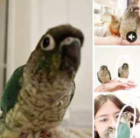 Lost Conure