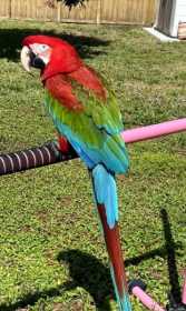 Lost Macaw