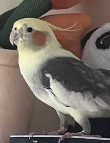 Lost Cockatiel