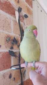 Lost Indian Ringneck Parakeet