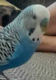 Lost Parakeet