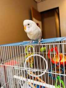 Lost Budgerigar