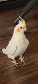 Lost Cockatiel