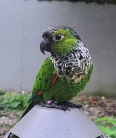 Lost Conure