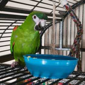 Lost Macaw