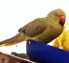 Lost Indian Ringneck Parakeet